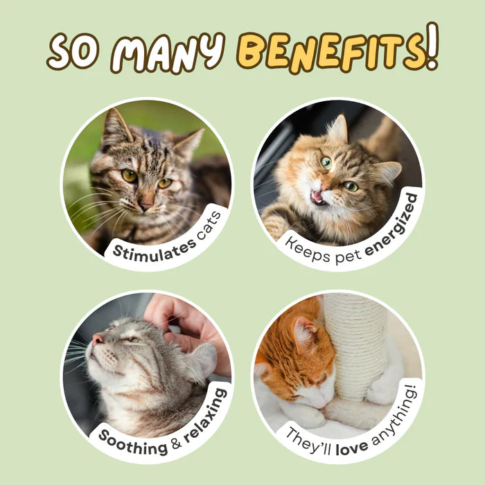 Kat kattenkruid Cupid Spray - maak je kat verliefd