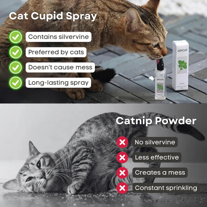 Kat kattenkruid Cupid Spray - maak je kat verliefd