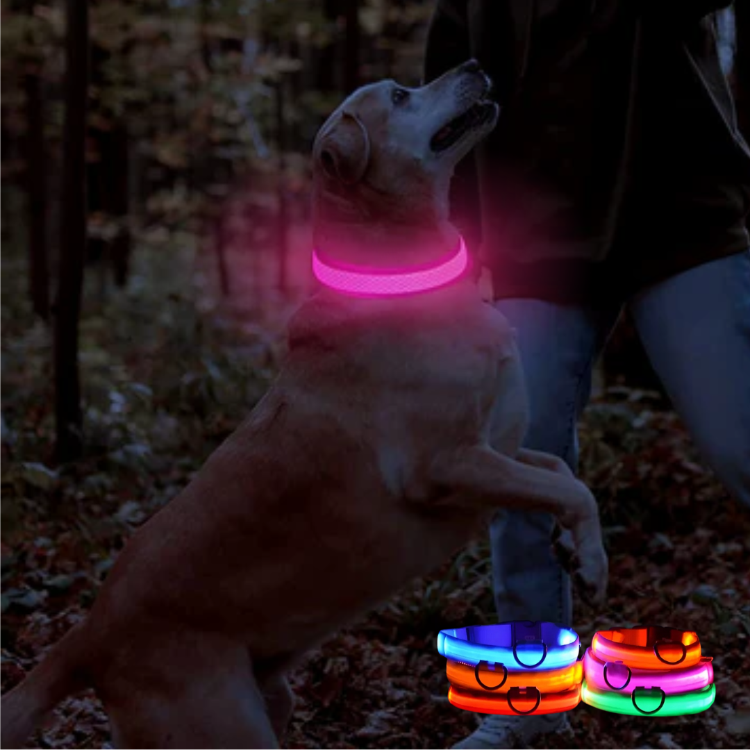 Lichtgevende hondenhalsband Onmisbaar voor Veiligheid & Gemoedsrust in het donker
