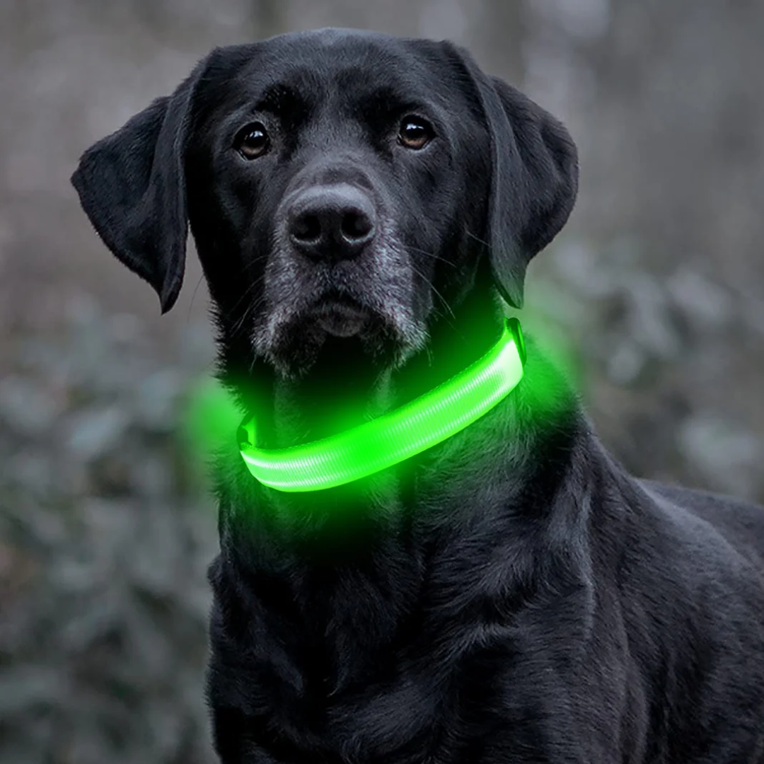 Lichtgevende hondenhalsband Onmisbaar voor Veiligheid & Gemoedsrust in het donker