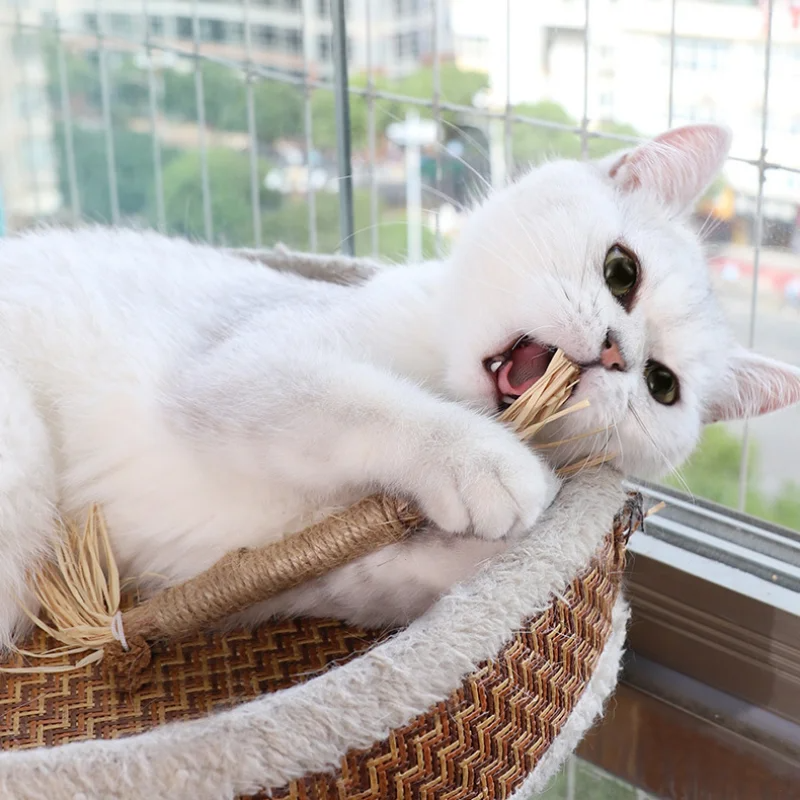Natuurlijk kauw kattenspeeltjes Reinig de Tanden Natuurlijk met Matatabi, Hennep & Zeegras