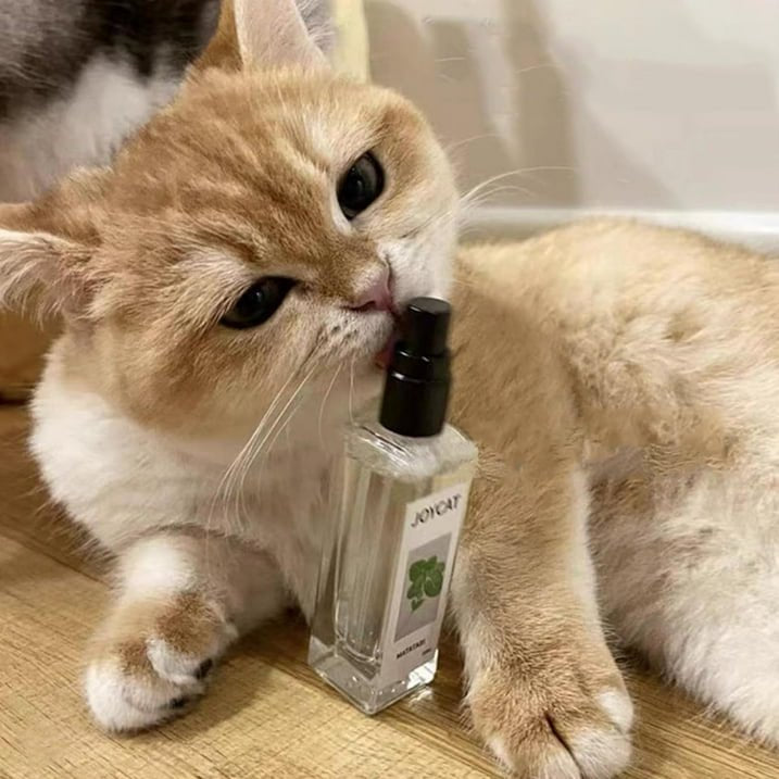 Kat kattenkruid Cupid Spray - maak je kat verliefd