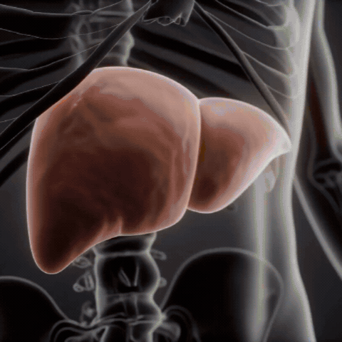 Daily Liver Detox Liquid Drops