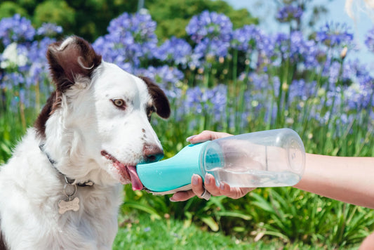 Draagbare Waterfles Onderweg hydrateren zonder zorgen