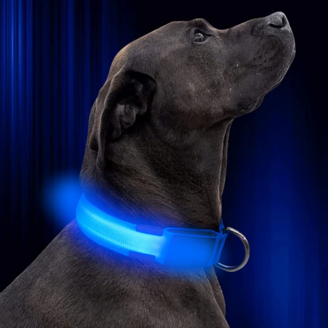 Lichtgevende hondenhalsband Onmisbaar voor Veiligheid & Gemoedsrust in het donker