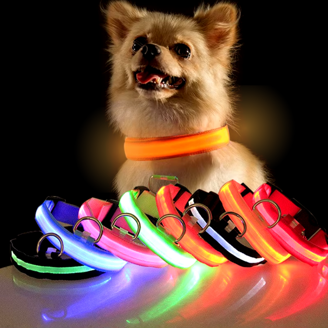 Lichtgevende hondenhalsband Onmisbaar voor Veiligheid & Gemoedsrust in het donker
