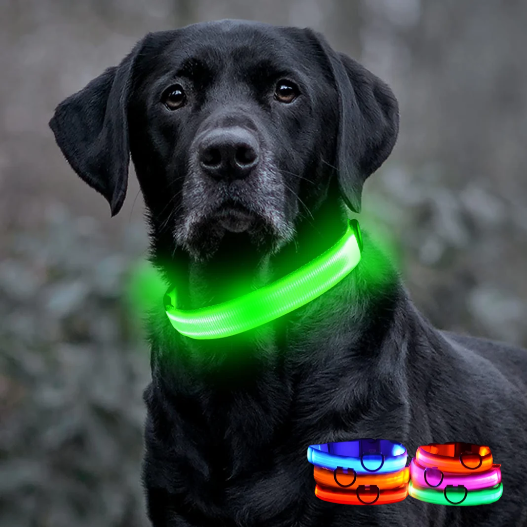 Lichtgevende hondenhalsband Onmisbaar voor Veiligheid & Gemoedsrust in het donker