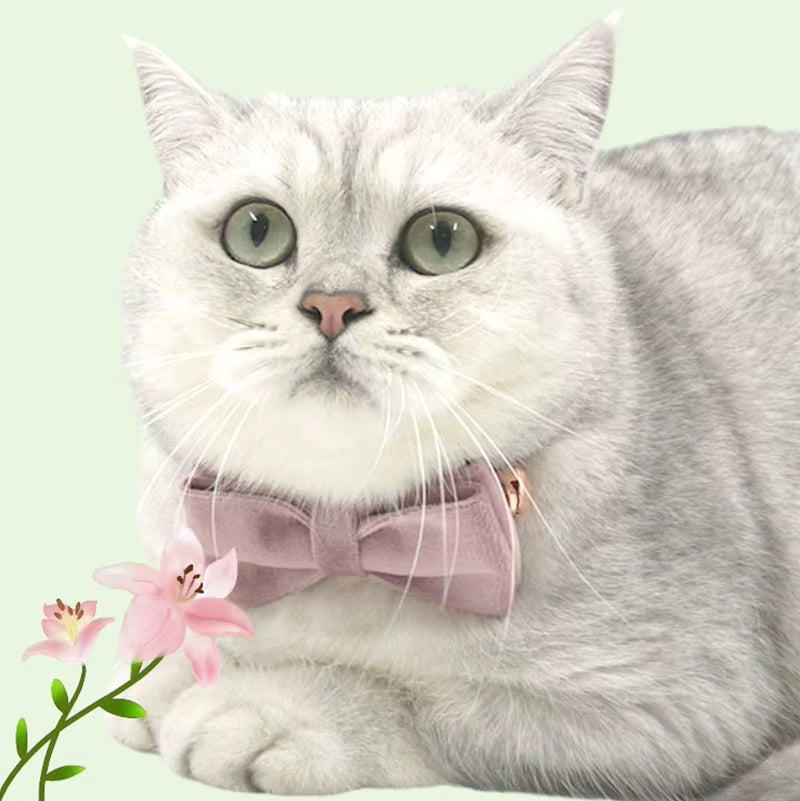 Velvet Royal kattenhalsband met Belletje & verwijderbare Strik groen