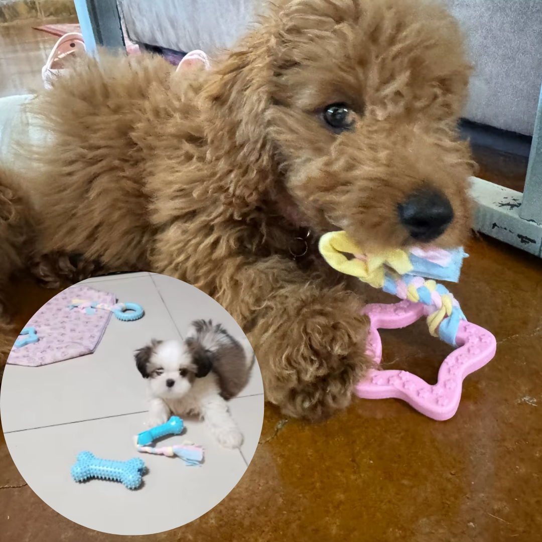 TPR Puppy hondenspeelgoed & Tandverzorging voor kleine honden